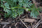 Butler's sandparsley